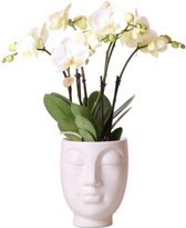 Kolibri Orchids | Witte Phalaenopsis orchidee Jewel Ghent in Face-2-Face white - Ø12cm