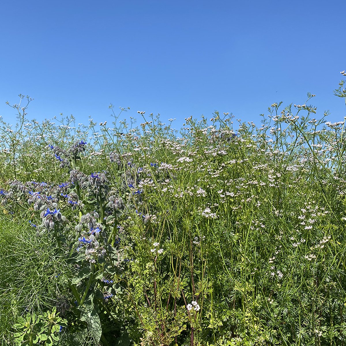 Tuinkruiden - Veldbloemen Zaden Wilde Bloemen - 100 gram - 40 vierkante meter - Meerjarig