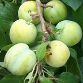 Pruimenboom - Prunus Reine Claude d’Oullins | Omtrek: 14-18 cm | Hoogte: 350 cm