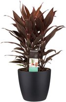 Cordyline Tango Toef in ELHO sierpot (zwart)