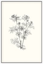 Herfstadonis zwart-wit Schets (Pheasents Eye) - Foto op Akoestisch paneel - 60 x 90 cm
