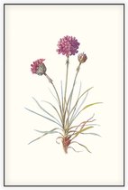 Engels Gras (Sea Thrift) - Foto op Akoestisch paneel - 60 x 90 cm