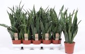Kamerplanten van Botanicly – 4 × Vrouwentongen – Hoogte: 35 cm – Sansevieria kirkii