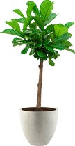 Ficus Lyrata op stam in Grigio Egg Concrete wit | Vioolbladplant / Tabaksplant