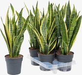 Kamerplanten van Botanicly – 2 × Vrouwentongen – Hoogte: 40 cm – Sansevieria trif. Laurentii
