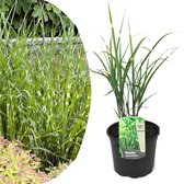 Plant in a Box - Miscanthus Zebrinus - Winterhard Siergras - Pot 23cm - Hoogte 20-30cm