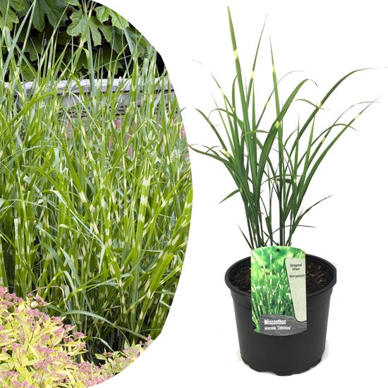 Miscanthus Zebrinus - Herbe Ornementale Zébrée - Set De 2 En Pot 23cm - Plant In A Box