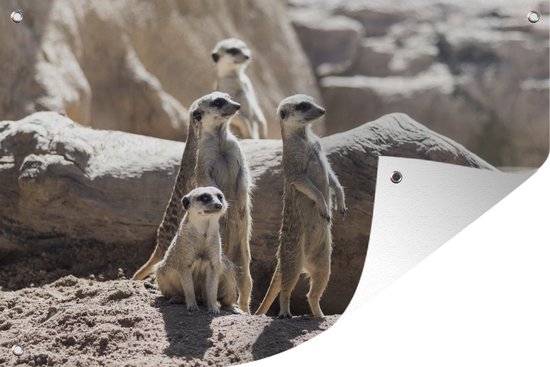 Tuinposter stokstaart familie staand in de ochtendzon