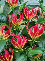 16x Klimlelie 'Gloriosa rothschildiana superba' - BULBi® bloembollen en planten met bloeigarantie