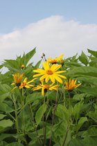 40x Groente en fruit 'Helianthus tuberosus (aardpeer)'  - BULBi® bloembollen en planten met bloeigarantie