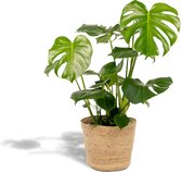 Monstera Deliciosa Met mand - Gatenplant - 80cm hoog , 21Ø - Kamerplant