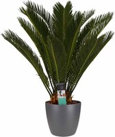 Cycas Revoluta met Elho brussels antracite ↨ 65cm - hoge kwaliteit planten