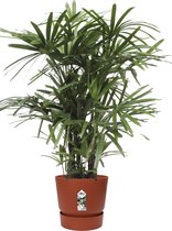 Rhapis Excelsa in Elho® Greenville pot ↨ 100cm - hoge kwaliteit planten