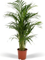 Areca Palm - Goudpalm/Dypsis Lutescens - 85cm hoog, 19Ø - - Zonder mand