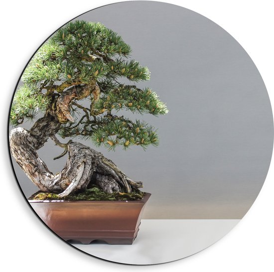 WallClassics - Cercle mural Dibond - Photo d'un bonsaï - 40x40 cm Photo sur cercle mural en aluminium (avec système d'accrochage)