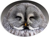 WallClassics - PVC Schuimplaat Ovaal - Vrolijke Grijze Uil - 56x42 cm Foto op Ovaal (Met Ophangsysteem)