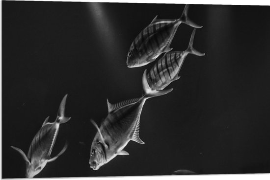 WallClassics - Dibond - Vissen in het Aquarium Zwart - Wit - 90x60 cm Foto op Aluminium (Wanddecoratie van metaal)