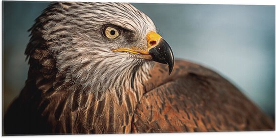 WallClassics - Vlag - Roofvogel Wouw - 100x50 cm Foto op Polyester Vlag