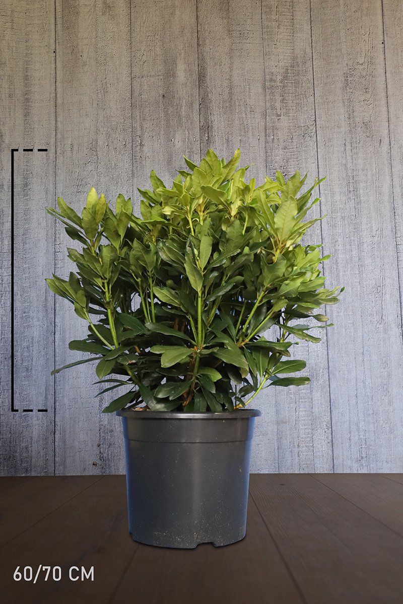 Plants Online - Haagplanten - Rhododendron 'Madame Masson' - Pot 60-70 cm - set van 10 - Bloeiende plant - Groeit breed uit - Wintergroen - Zeer winterhard