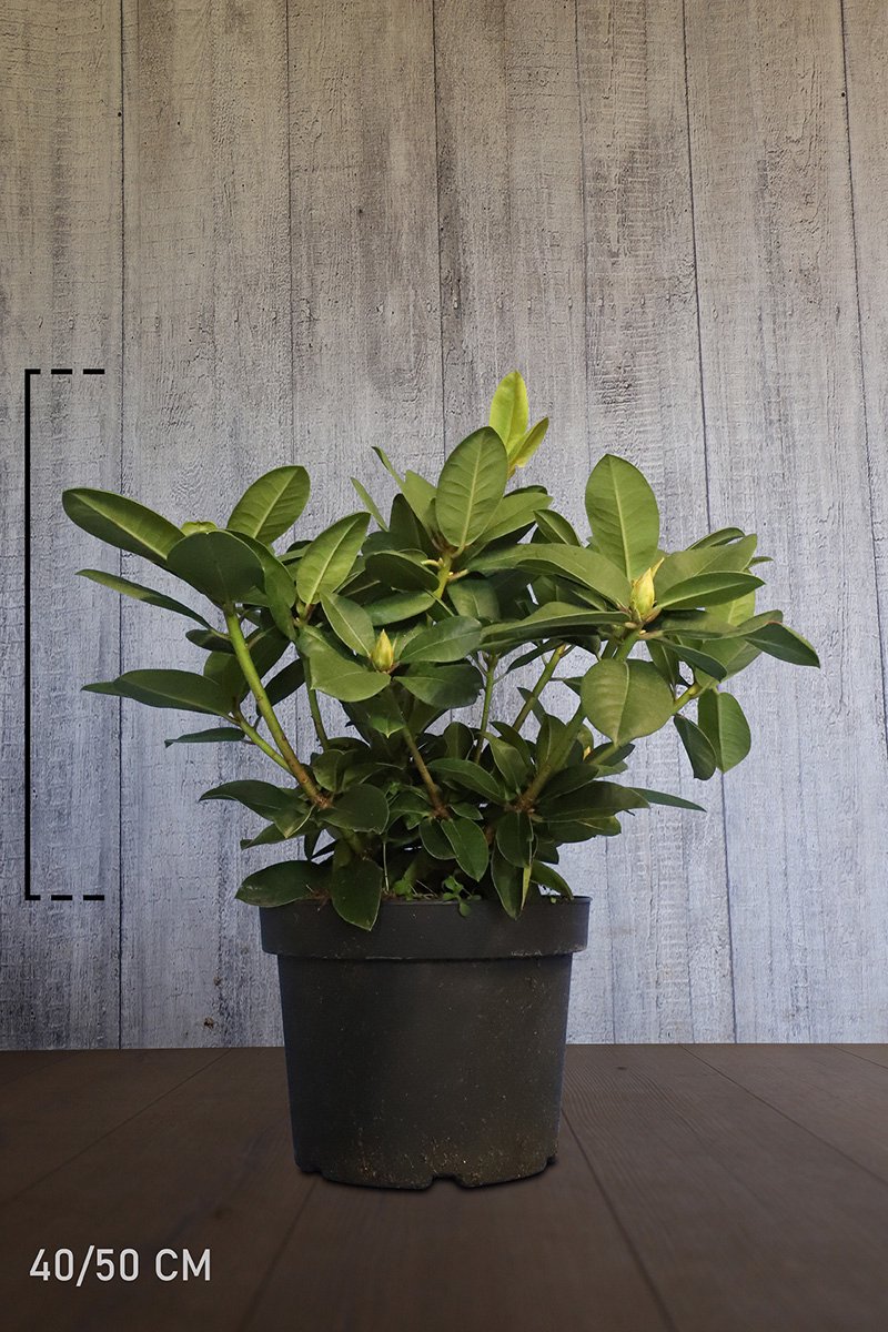 Plants Online - Haagplanten - Rhododendron 'Germania' - Pot 40-50 cm - set van 10 - Bloeiende plant - Groeit breed uit - Wintergroen - Zeer winterhard