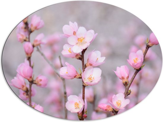 WallClassics - Dibond Ovaal - Kleine Roze Sakura Bloem - 108x81 cm Foto op Ovaal (Met Ophangsysteem)