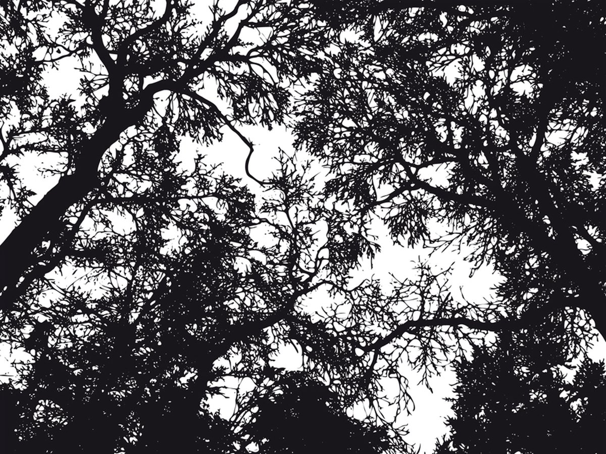 Fotobehang - Bleak forest.