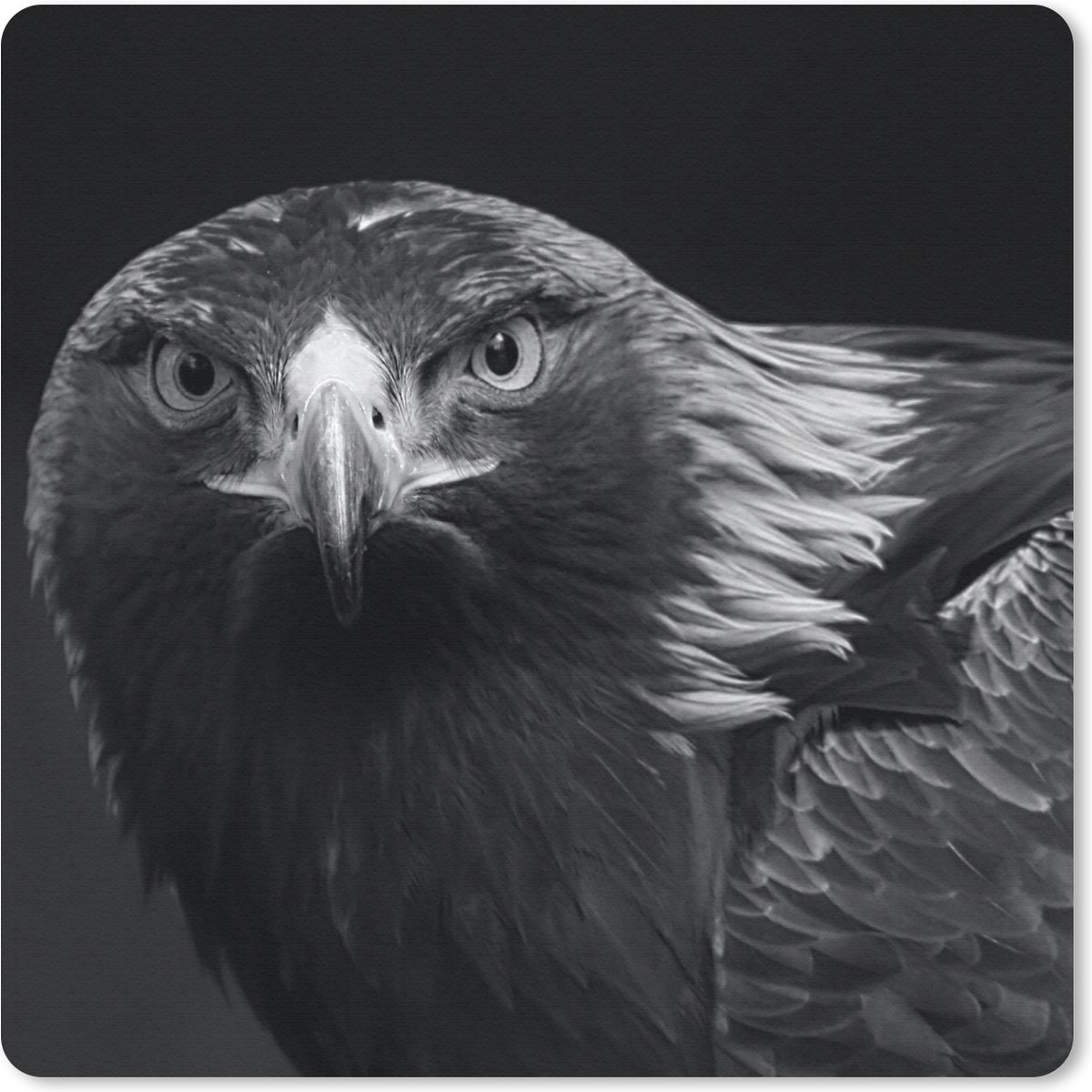 Muismat 20x20 cm - Mousepad Buizerd - Vogel - Dieren - Zwart - Wit - Muismatten