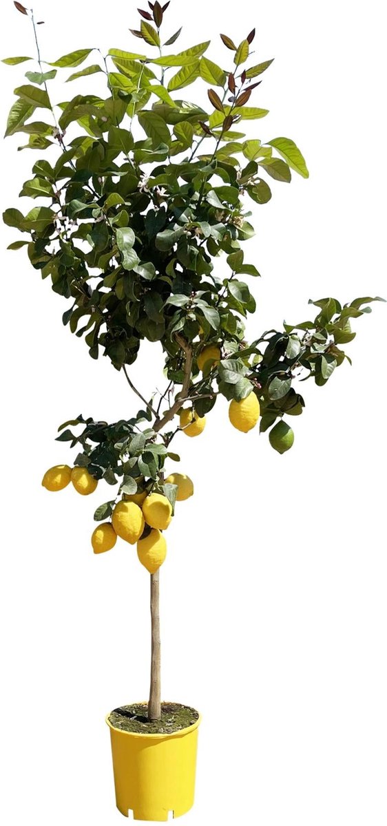 Citroenboom - 180 cm - ø24