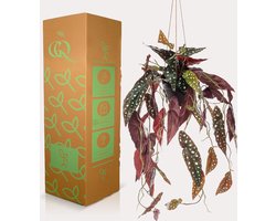 Kunstplant - Begonia Maculata - Stippenbegonia - 80 cm