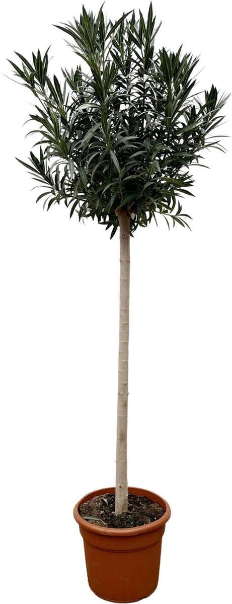 Nerium Oleander op stam met rode bloem - 170cm- Ø40