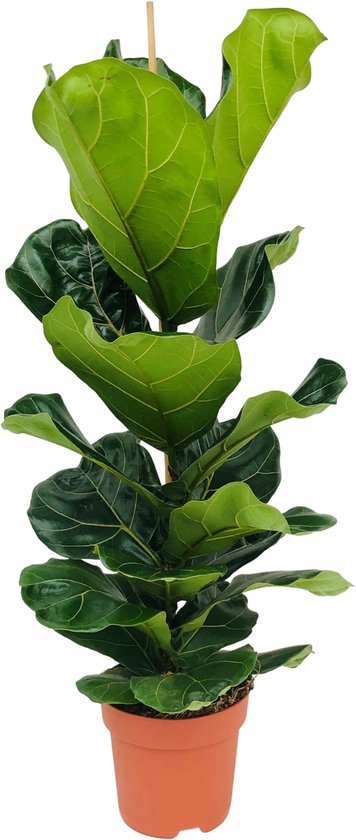Bloomique - Ficus Lyrata - Vioolbladplant - Kamerplanten - Luchtzuiverend - Gemakkelijk in onderhoud - Pot 21cm - 80-100cm Hoog