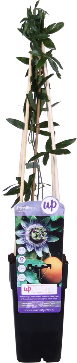 Hello Plants Passiflora Caerulea Passiebloem - Klimplant - Ø 15 cm - Hoogte: 65 cm
