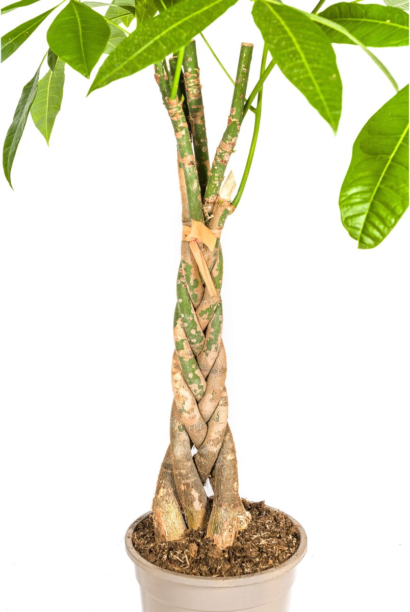 Pachira Aquatica Ø21cm - 100cm