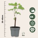 Druivenplant van 25-40cm in een pot van 9cm met iconen voor zonlicht, water, vorst en huisdieren.