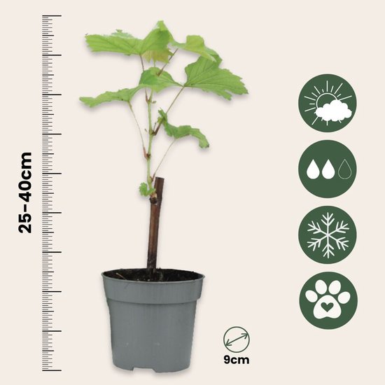 Druivenplant van 25-40cm in een pot van 9cm met iconen voor zonlicht, water, vorst en huisdieren.