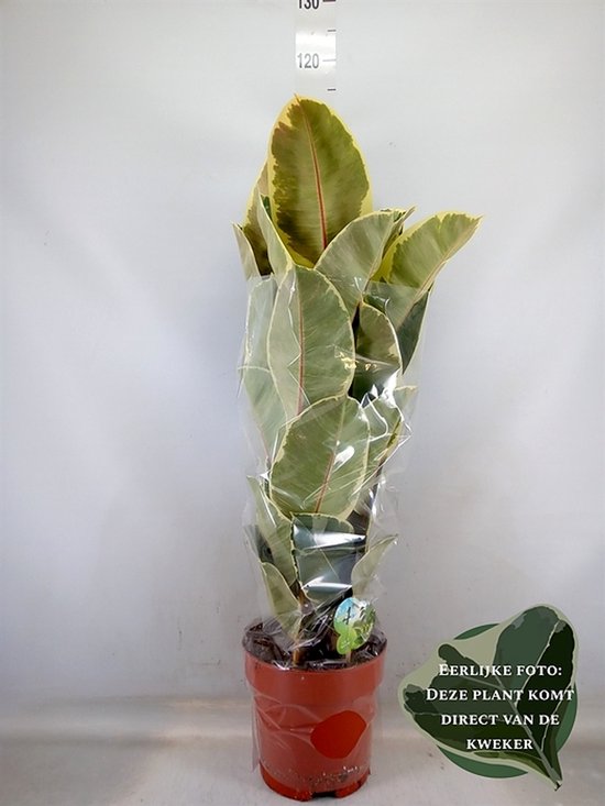 Grand ficus elastica 'Tineke' avec de grandes feuilles panachées de crème et de vert avec nervure rouge, en pot brun.