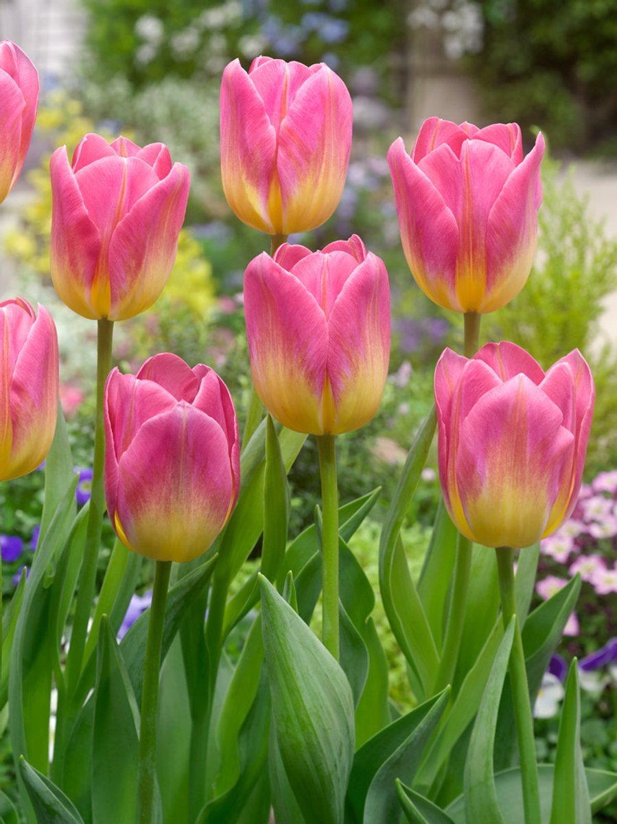 15x Tulpen 'Tom pouce' - BULBi® Bloembollen met bloeigarantie