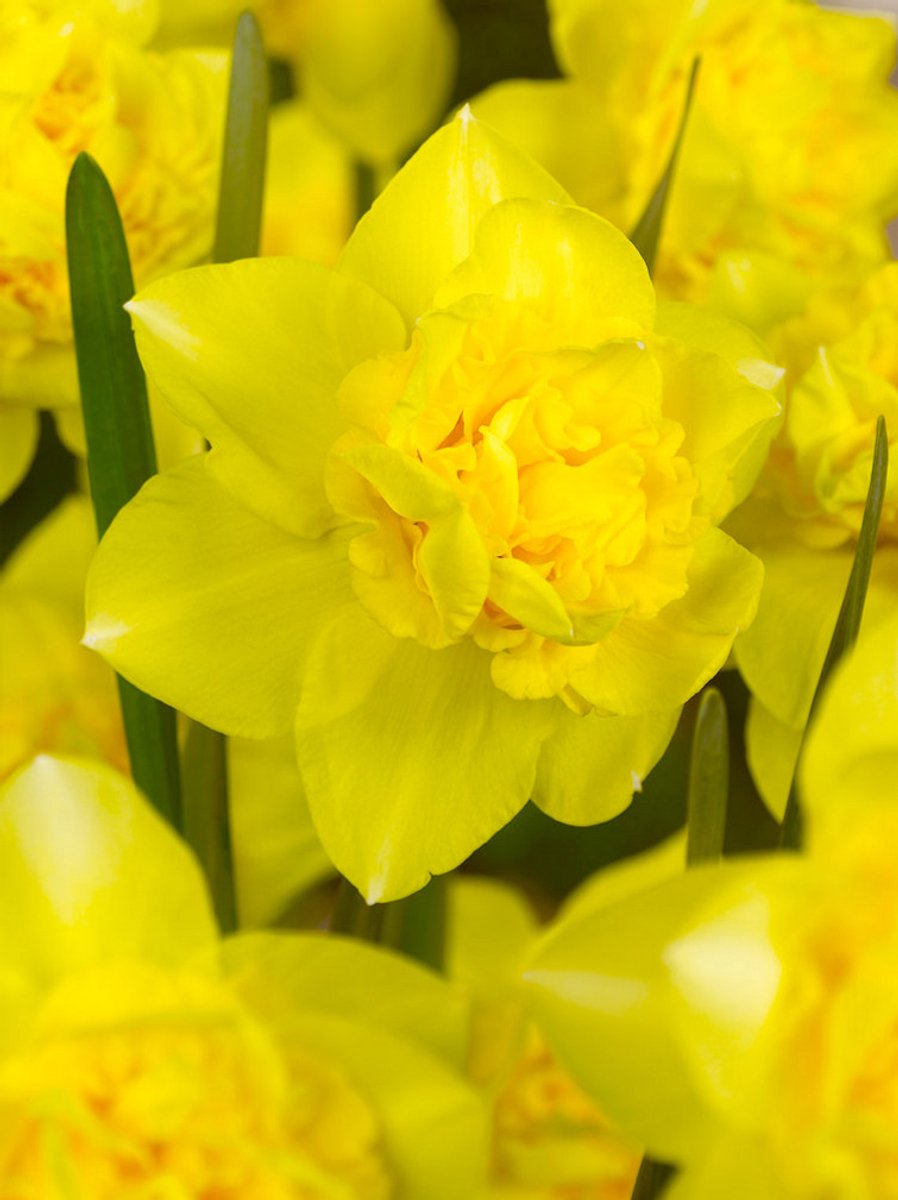15x Narcissen 'Dick wilden' - BULBi® Bloembollen met bloeigarantie