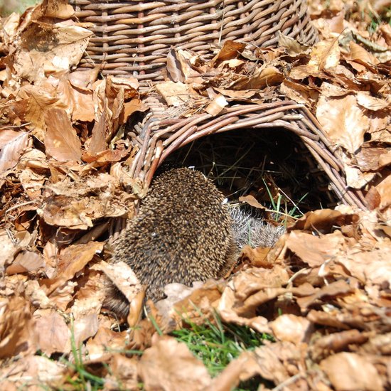 Esschert Design - Hedgehog Basket Willow Branches - Marron - 53 x 41 x 21 cm