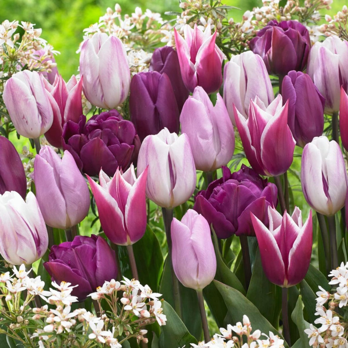 Tulpen Bloembollen Winterhard - Blue and Violet - 20 stuks - Blauw & Violet - Bloem Bollen Mix - Tulpenbollen Meerjarig