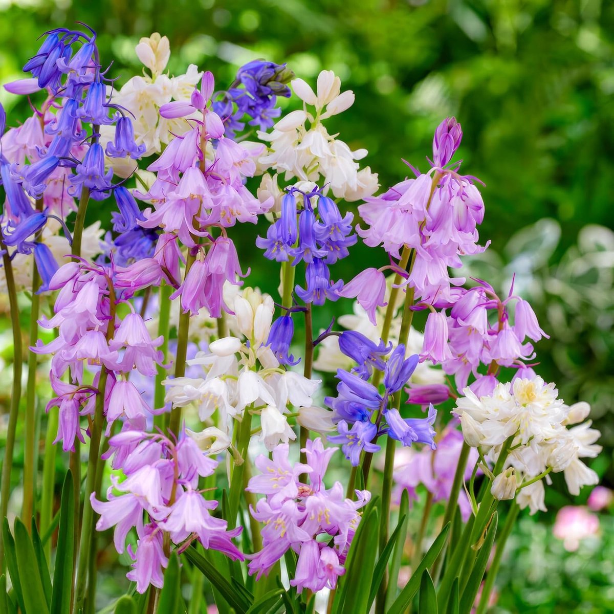 Blauwe klokjes Bloembollen - Bluebells - 50 stuks - Meerkleurig - Bloem bollen
