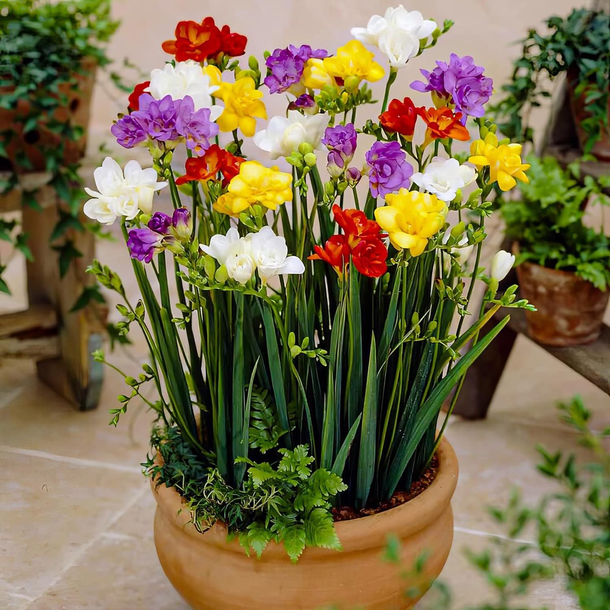 Freesia Dubbel Bloembollen - Mix van 5 soorten - 50 stuks - Meerkleurig - Bloem bollen - Fresia