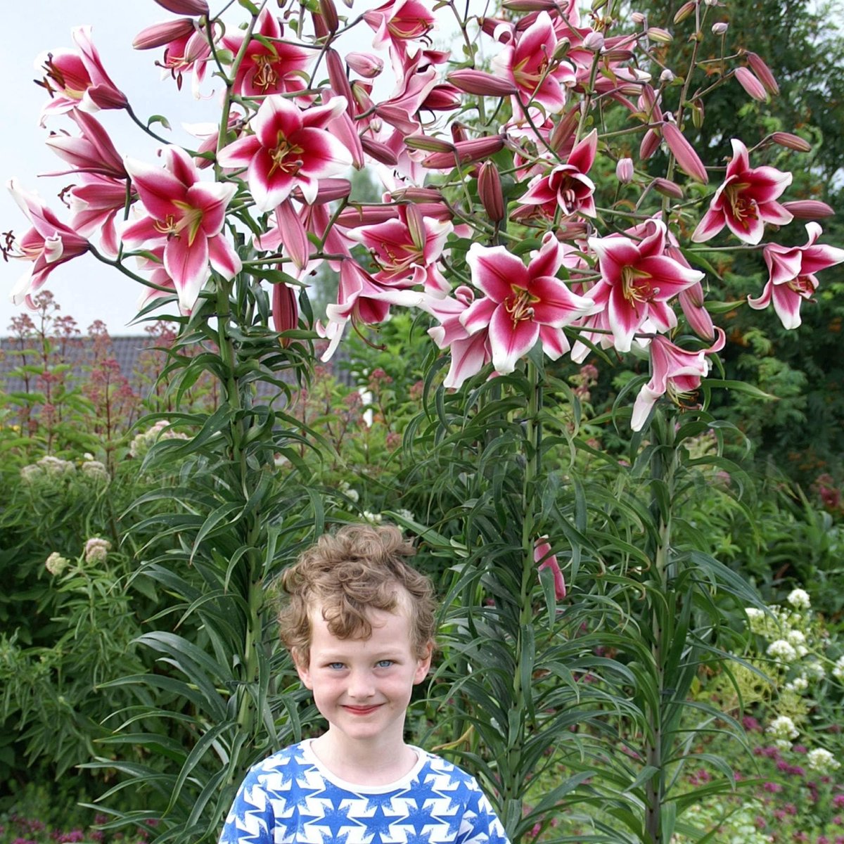 Lelie Bloembollen Winterhard - Lilium Friso - 3 stuks - Roze - Bloem bollen Mix Meerjarig - Leliebollen
