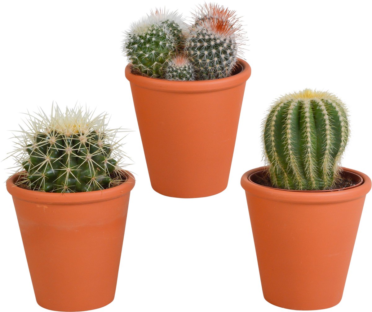 Bolcactus mix 8.5 cm in terracotta pot | 3 stuks