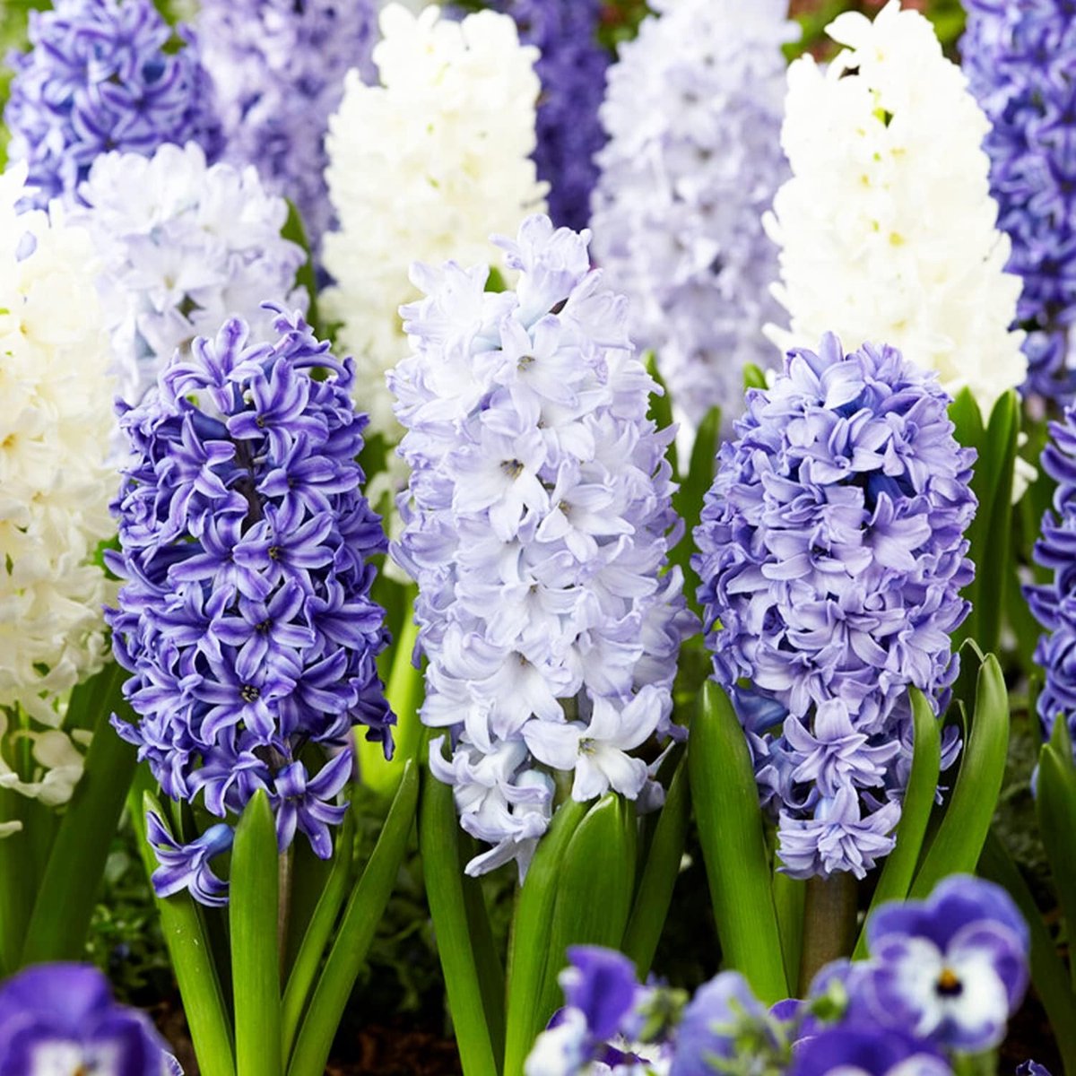 Hyacint Bloembollen Winterhard - Hyacinthus - Blauw & Wit Mix - 15 stuks - Meerkleurig - Bloem bollen Mix Meerjarig