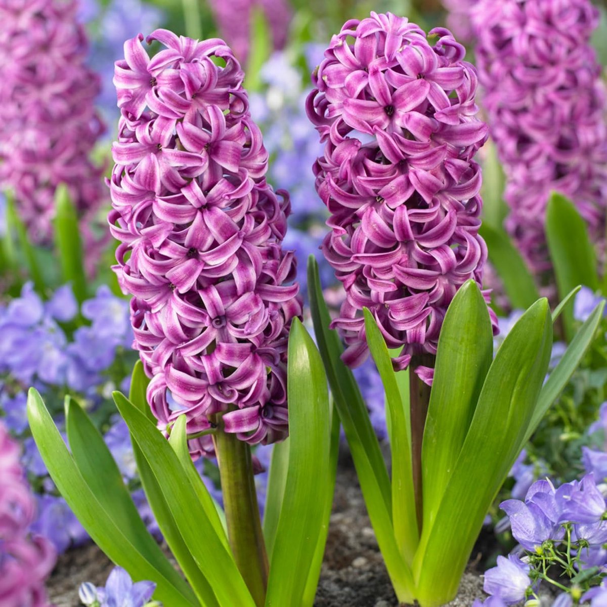 Hyacint Bloembollen Winterhard - Hyacinthus - Paul Herman - 15 stuks - Paars - Bloem bollen Mix Meerjarig