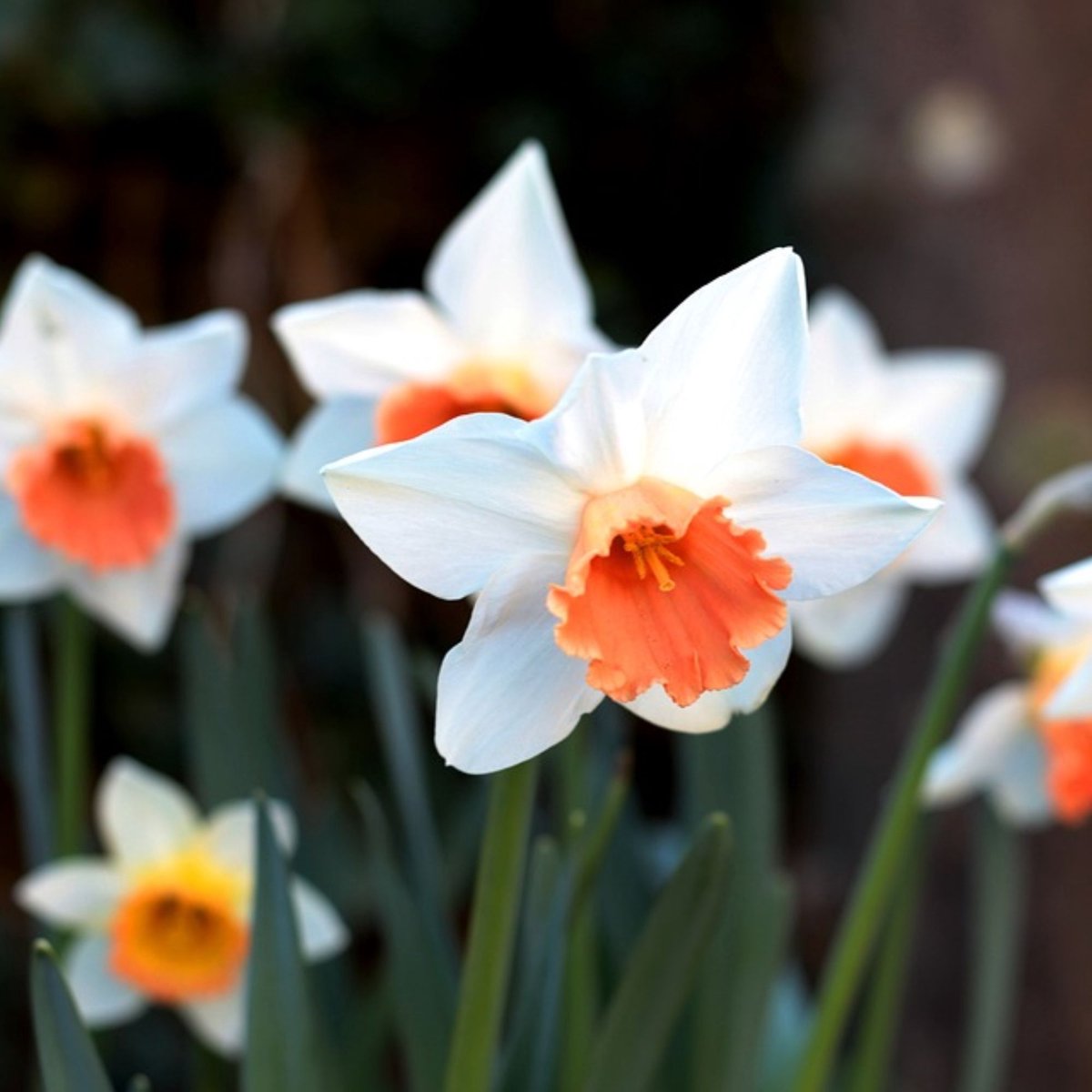 Narcis (Narcissus) - sen Pink Charm - sus - Snijbloemen - Voorjaarsbollen - bloeit in Maart / April / Mei