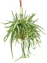 Plantenboetiek.nl | Lepismium Bolivianum - Kamerplant - Hoogte 55cm - Potmaat 17cm