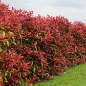 12 x Glansmispel Rood|Groen - Wintergroene Haagplant - Photinia Fraseri 'Red Robin' in C2(liter) pot met hoogte 30-50cm