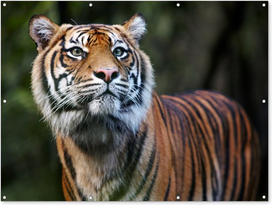 Sumatraanse tijger portret Tuinposter 60x40 cm - Foto op Tuinposter (tuin decoratie)